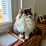 cat, fluffy, windowsill, brick, indoor, pet, feline, long_hair, natural_light, whiskers, cute, animal, domestic_cat, window, relaxed, brown, white, portrait, sitting, cozy