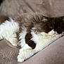 Avril participe au concours pour gagner de l'argent avec cette photo : cat, long_hair, fluffy, pet, feline, indoor, bed, blanket, relaxed, lying_down, closeup, whiskers, paws, portrait, brown_and_white, cozy, sleepy, domestic_cat, fur, comfortable