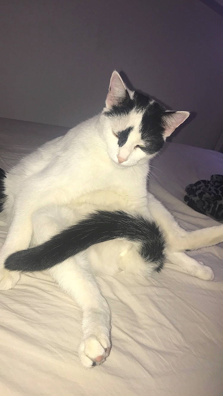 Bianco a rejoint le concours — aidez-le/la à gagner de superbes lots ! aegean_cat, black_and_white, carnivore, cat, ear, felidae, fur, kitten, leg, norwegian_forest_cat, polydactyl_cat, small_to_medium_sized_cats, tail, whiskers