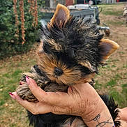Bahia participe au concours pour gagner de l'argent avec cette photo : puppy, dog, hand, tattoo, nail_polish, polka_dots, outdoor, grass, blurred_background, fur, ears, small_animal, cute, pet, holding, nature, animal, close_up, portrait, young
