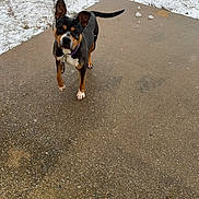 Cookie joined the competition — help win amazing prizes! dog, snow, concrete, outdoor, pet, animal, chain, black_and_tan, winter, sidewalk, curious, ears_up, snowflakes, ground, cold, leash, fence, daylight, alert, standing