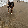 dog, snow, concrete, outdoor, pet, animal, chain, black_and_tan, winter, sidewalk, curious, ears_up, snowflakes, ground, cold, leash, fence, daylight, alert, standing