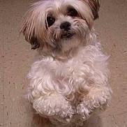 Furby is registered to the contest to win money with this photo: dog, small_dog, shih_tzu, fluffy, white_fur, long_hair, sitting, indoors, floor, portrait, pet, companion_animal, cute, adorable, looking_at_camera, dark_eyes, black_nose, curly_fur, home, decorations