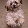 dog, small_dog, shih_tzu, fluffy, white_fur, long_hair, sitting, indoors, floor, portrait, pet, companion_animal, cute, adorable, looking_at_camera, dark_eyes, black_nose, curly_fur, home, decorations