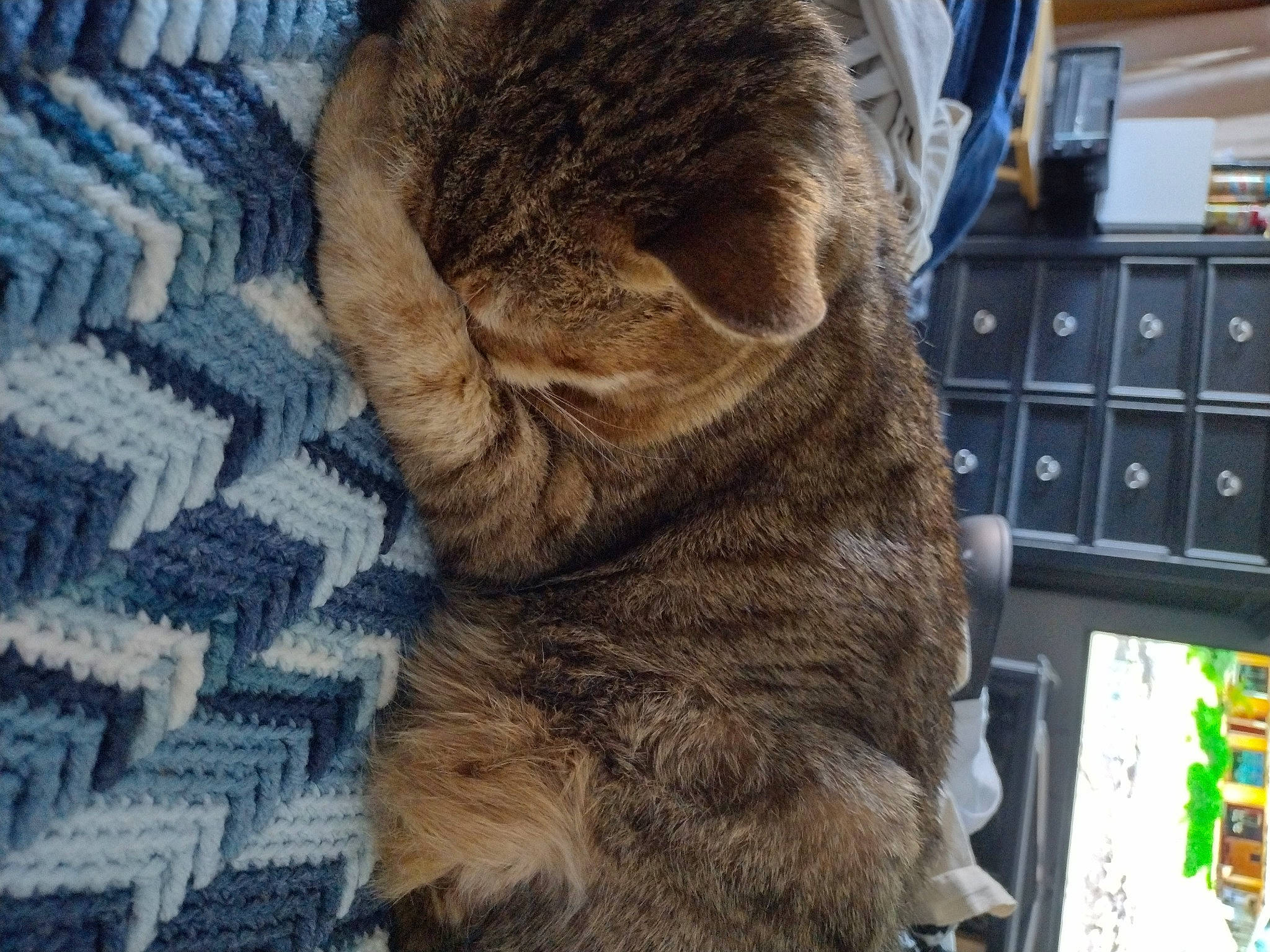 Minky joined the competition — help win amazing prizes! cabinetry, carnivore, cat, comfort, domestic_short_haired_cat, drawer, fawn, felidae, fur, home_appliance, kitchen_appliance, kitchen_stove, microwave_oven, office_equipment, small_to_medium_sized_cats, snout, sporting_group, tail, terrestrial_animal, whiskers