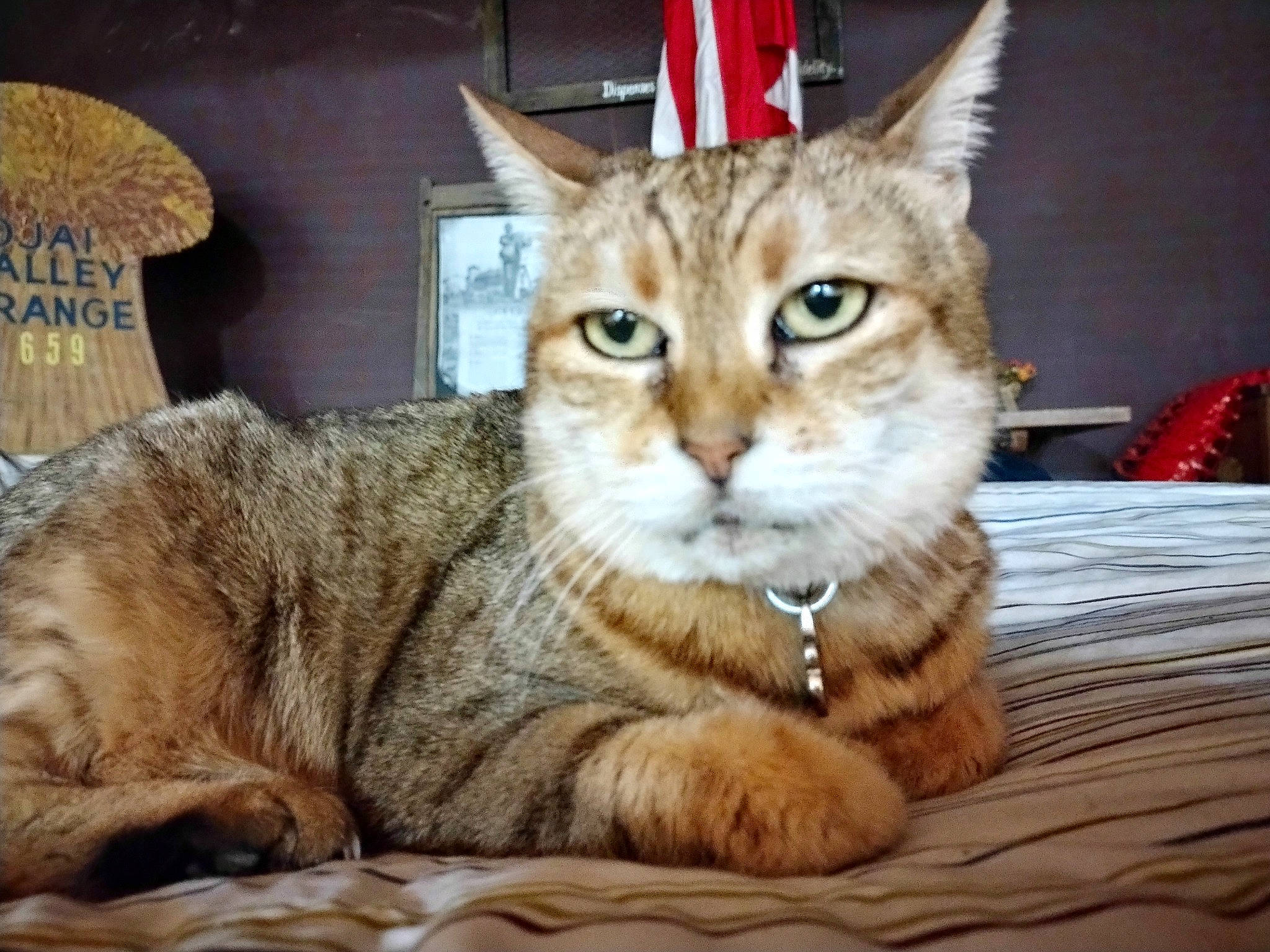 Minky is registered to the contest to win money with this photo: carnivore, cat, cat_supply, claw, comfort, domestic_short_haired_cat, felidae, fur, paw, sitting, small_to_medium_sized_cats, snout, tail, terrestrial_animal, whiskers