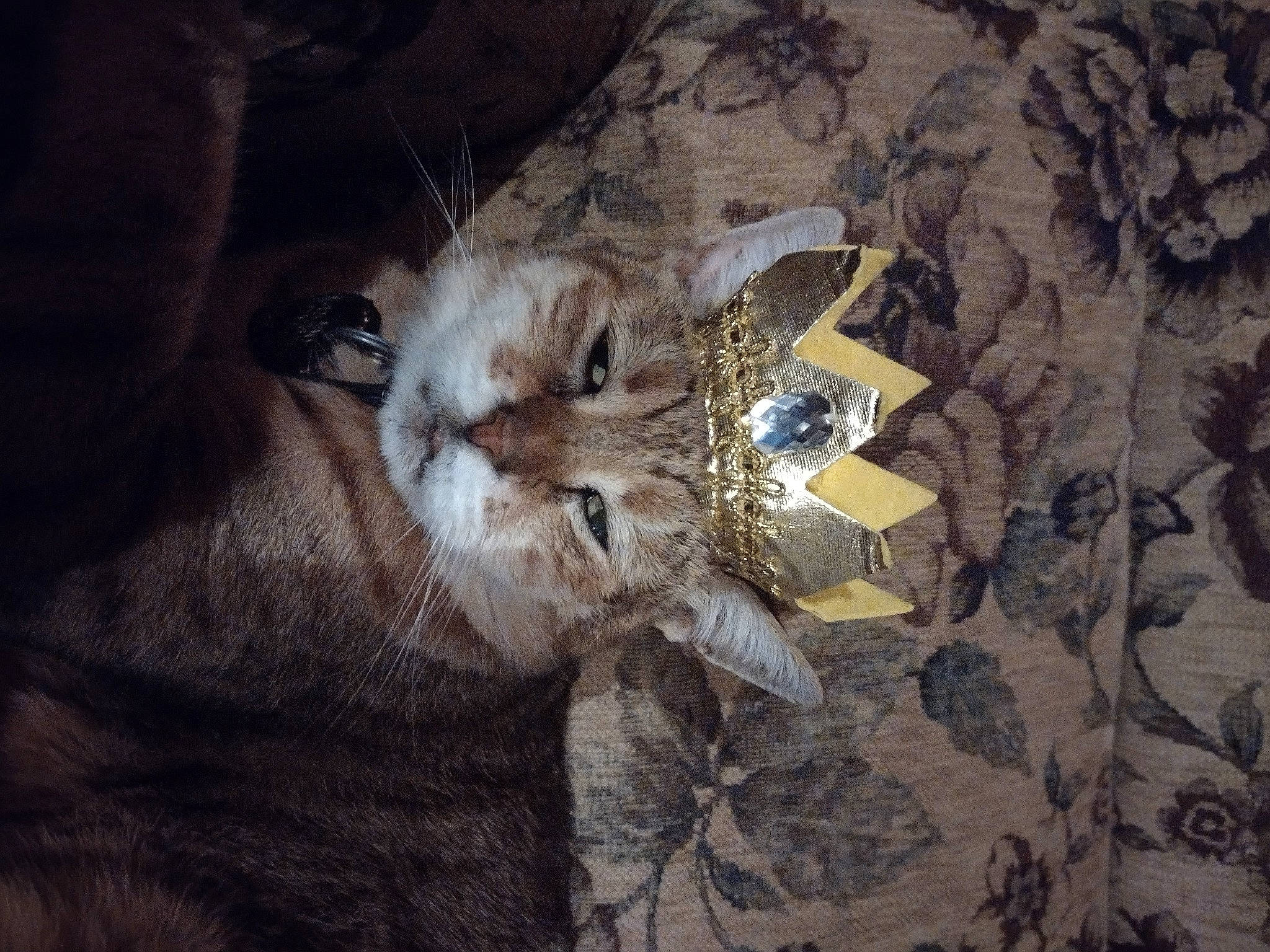 Minky is registered to the contest to win money with this photo: art, big_cats, carnivore, cat, claw, darkness, domestic_short_haired_cat, felidae, fur, grey, paw, plant, rock, small_to_medium_sized_cats, soil, tail, tree, whiskers, wildlife, wood