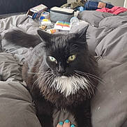 Mandi joined the competition — help win amazing prizes! animal, bed, bedding, bedroom, black_cat, cat, closeup, clothing, feline, green_eyes, hand, indoors, long_hair, pet, petting, portrait, sitting, turquoise_nail_polish, whiskers, white_chest