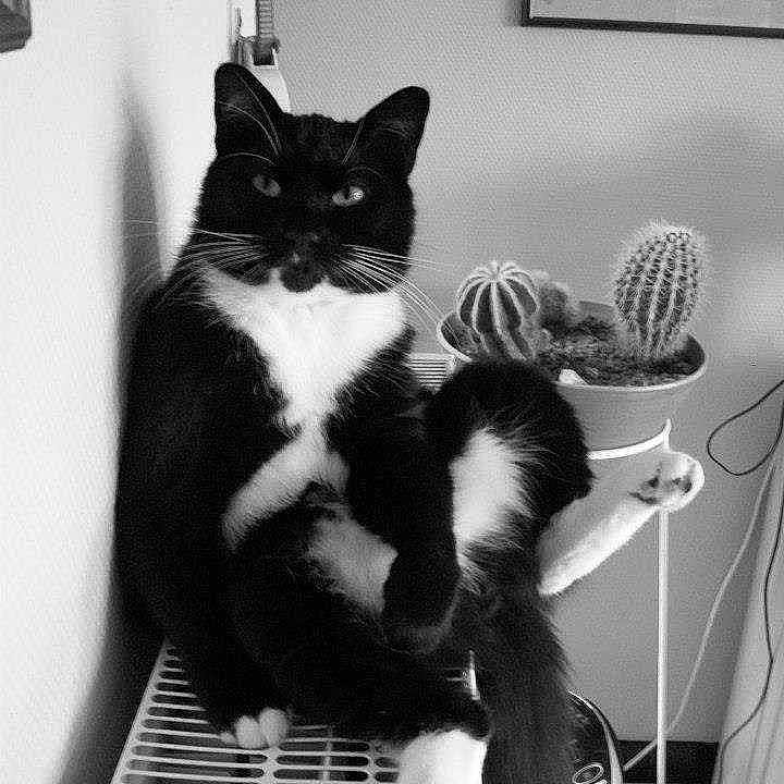 Figaro