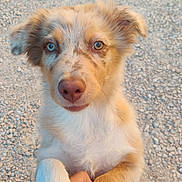 Coffee a rejoint le concours — aidez-le/la à gagner de superbes lots ! puppy, dog, heterochromia, paw, human_hand, gravel, outdoor, close_up, cute, fur, pet, animal, friendship, holding, brown, white, ears, nose, eyes, young