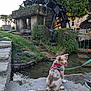 building, daylight, dog, fence, grass, happy, harness, leash, moss, nature, outdoor, park, pet, sitting, stone_path, stream, trees, umbrella, water, water_wheel