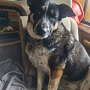 Penny is registered to the contest to win money with this photo: dog, car_interior, seat, pet, black_fur, white_fur, tan_fur, canine, sitting, curious, ear_up, window, red_container, cozy, candid, domestic_animal, vehicle, indoor, fur_texture, resting