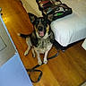 Penny joined the competition — help win amazing prizes! dog, pet, indoor, wooden_floor, bed, toiletry_bag, leash, happy, sitting, black_and_tan, fur, ears, mouth_open, looking_up, home, room, floor, furniture, animal, domestic