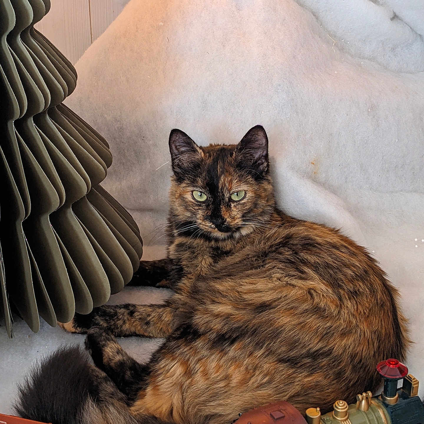 Minerva a rejoint le concours — aidez-le/la à gagner de superbes lots ! animal, blanket, cat, christmas_tree, cozy, cute, decorative, feline, fur, green_eyes, holiday_decor, indoor, miniature_train, paper_tree, pet, relaxed, soft_texture, tortoiseshell_cat, toy_train, whiskers
