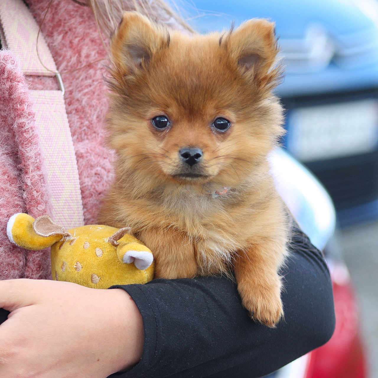Aslo a rejoint le concours — aidez-le/la à gagner de superbes lots ! adorable, animal, arms, black_sleeve, blurred_background, brown, car, close_up, cute, dog, fluffy, holding, outdoor, person, pet, pink_vest, portrait, puppy, toy, yellow_toy