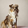 dog, australian_shepherd, pet, indoor, sitting, plush_toy, brown_fur, white_fur, tan_fur, fluffy, cute, animal, companion, blanket, soft_texture, looking_at_camera, adorable, domestic_animal, fur, playful