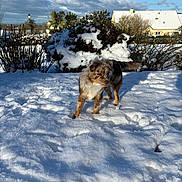 Alya participe au concours pour gagner de l'argent avec cette photo : dog, snow, outdoor, winter, blue_sky, clouds, bushes, house, sunlight, animal, canine, nature, pet, fur, daylight, cold, landscape, backyard, leaves, trees
