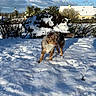 dog, snow, outdoor, winter, blue_sky, clouds, bushes, house, sunlight, animal, canine, nature, pet, fur, daylight, cold, landscape, backyard, leaves, trees