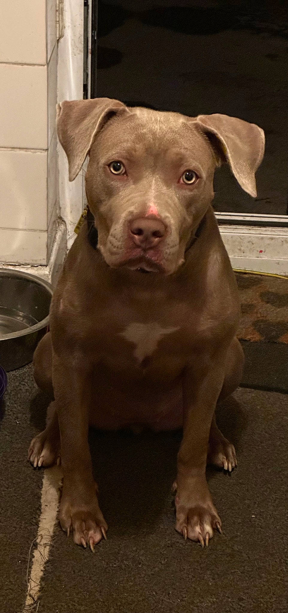 Narla is registered to the contest to win money with this photo: canidae, carnivore, companion_dog, dog, dog_breed, eye, fawn, fur, liver, mixing_bowl, non_sporting_group, snout, sporting_group, terrestrial_animal, whiskers, working_animal