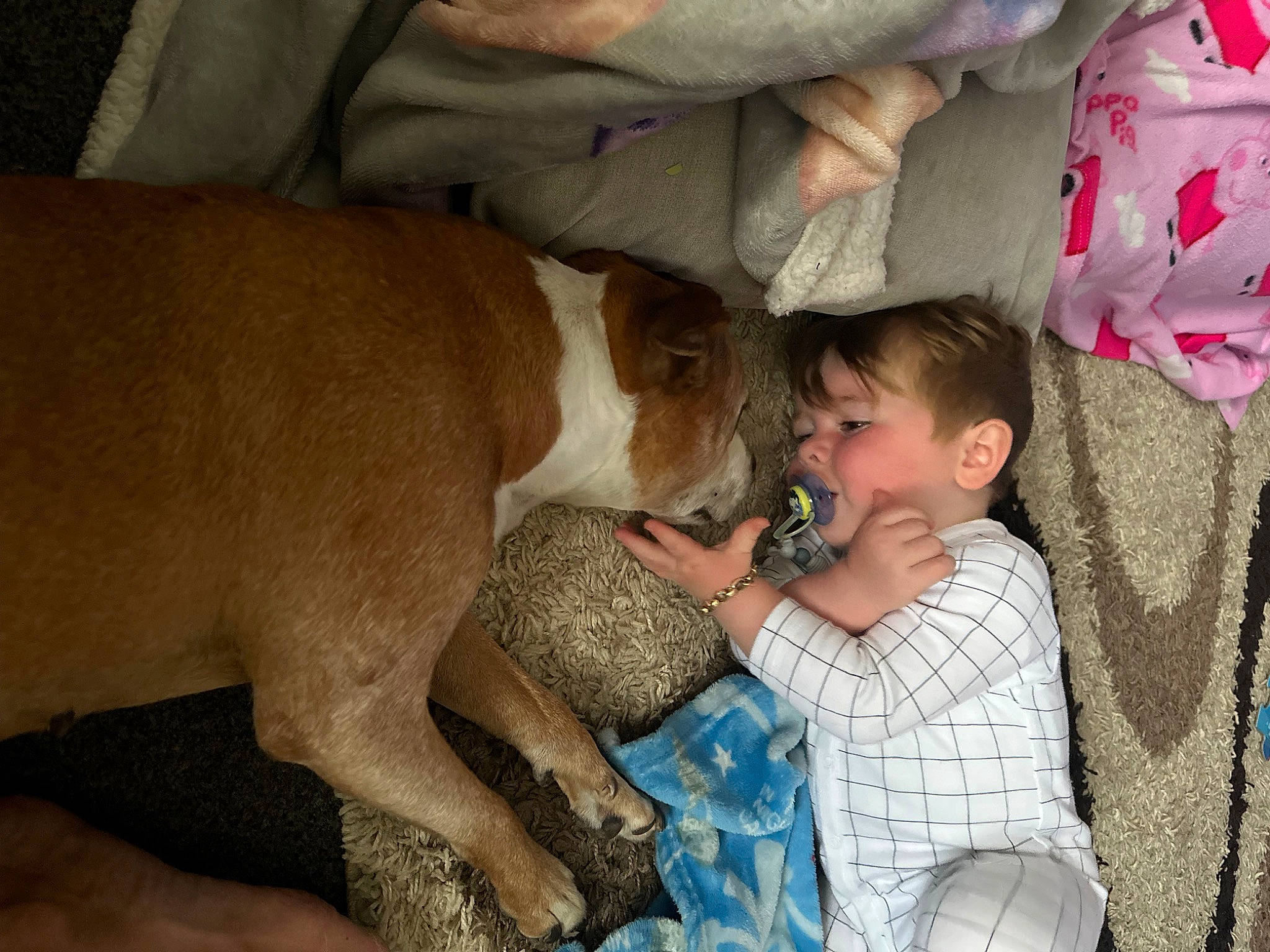 Missy is registered to the contest to win money with this photo: canidae, carnivore, comfort, companion_dog, dog, dog_breed, fawn, fur, happy, non_sporting_group, pet_supply, smile, sporting_group, t_shirt, toddler, working_animal