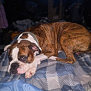 Ruger is registered to the contest to win money with this photo: animal, bed, blanket, brindle, brown, canine, carpet, clothes, collar, dog, domestic, fabric, furniture, indoor, messy, pet, relaxed, resting, sleepy, white