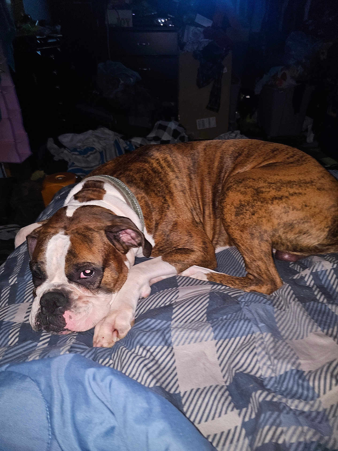 Ruger