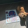 animal, art, cat, colorful, curious, drawing, floor, indoor, jellyfish, light, orange_cat, painting, paper, pet, relaxed, shadow, shadow_play, sunlight, tabby, wooden_floor