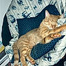 King Arthur is registered to the contest to win money with this photo: cat, sleeping, ginger_cat, pillow, blanket, patterned_blanket, indoor, feline, relaxed, cozy, pet, fur, paw, resting, home, bed, cute, animal, comfort, star_wars