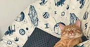 King Arthur joined the competition — help win amazing prizes! cat, ginger_cat, relaxing, sleeping, feline, indoor, blanket, star_wars, spaceship_pattern, cushion, cozy, pet, fur, whiskers, paws, resting, home, comfort, cute, animal