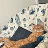 animal, blanket, cat, comfort, cozy, cushion, cute, feline, fur, ginger_cat, home, indoor, paws, pet, relaxing, resting, sleeping, spaceship_pattern, star_wars, whiskers