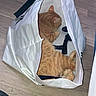 King Arthur is registered to the contest to win money with this photo: cat, orange_cat, shopping_bag, floor, wooden_floor, indoor, pet, animal, resting, cozy, cute, fur, tail, head, legs, paws, quiet, home, comfort, relaxed