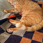 King Arthur is registered to the contest to win money with this photo: cat, orange_cat, sleeping, nap, blanket, checkered_pattern, indoor, sunlight, door, furniture, cozy, pet, fur, relaxing, animal, tabby, tail, paw, quiet, rest