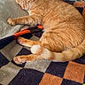 animal, blanket, cat, checkered_pattern, cozy, door, fur, furniture, indoor, nap, orange_cat, paw, pet, quiet, relaxing, rest, sleeping, sunlight, tabby, tail