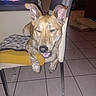 dog, puppy, brindle, pet, animal, sitting, chair, yellow_chair, indoor, home, tiled_floor, furniture, large_ears, floppy_paws, open_mouth, sleepy, flash_photography, window, cushion, portrait