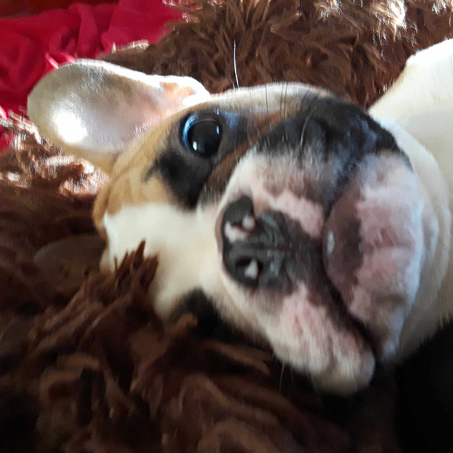 Makoa joined the competition — help win amazing prizes! animal, brown_blanket, close_up, companion, cute, dog, domestic_animal, ears, face, fur, fuzzy, indoor, lying_down, pet, portrait, red_background, relaxed, sleepy, snout, whiskers