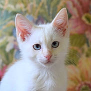 Lily joined the competition — help win amazing prizes! cat, kitten, white_fur, blue_eyes, pet, animal, portrait, close_up, floral_background, cute, young, feline, whiskers, ears, soft_light, indoor, domestic, fur, small, adorable