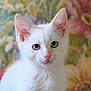 cat, kitten, white_fur, blue_eyes, pet, animal, portrait, close_up, floral_background, cute, young, feline, whiskers, ears, soft_light, indoor, domestic, fur, small, adorable