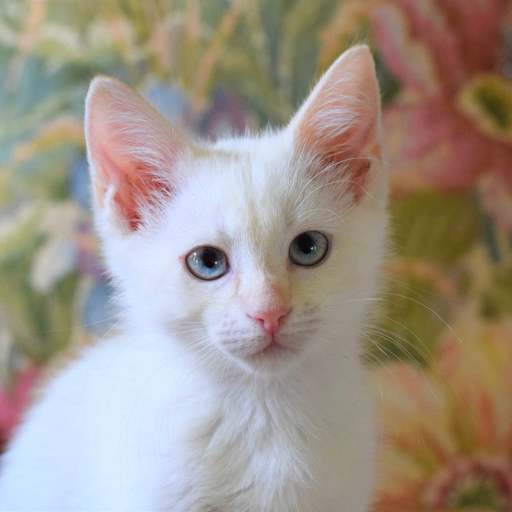Lily joined the competition — help win amazing prizes! adorable, animal, blue_eyes, cat, close_up, cute, domestic, ears, feline, floral_background, fur, indoor, kitten, pet, portrait, small, soft_light, whiskers, white_fur, young