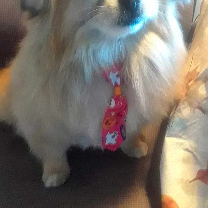 Eddie joined the competition — help win amazing prizes! animal, canine, cat, chair, couch, cushion, dog, eskimodog, face, furniture, head, homedecor, person, pet, photography, plant, portrait, pottedplant, puppy, whitedog