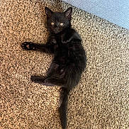 Violet is registered to the contest to win money with this photo: black_kitten, cat, kitten, pet, animal, feline, carpet, indoor, cute, lying_down, paw, tail, fur, resting, young_animal, domestic_cat, curious, wide_eyes, home, cozy