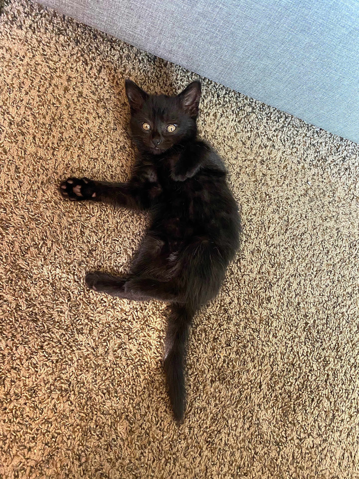 Violet