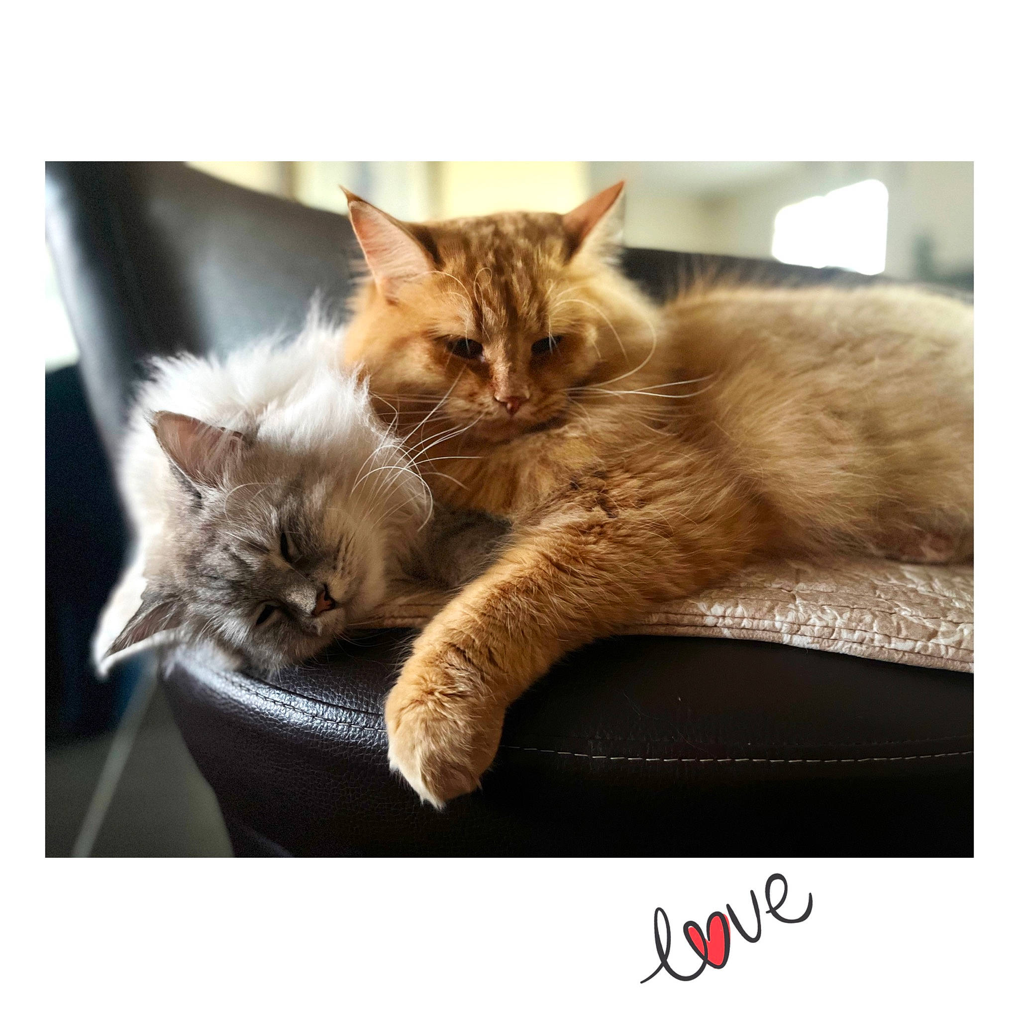 Soho participe au concours pour gagner de l'argent avec cette photo : carnivore, cat, claw, comfort, fawn, felidae, fur, gesture, metal, paw, photo_caption, rectangle, small_to_medium_sized_cats, square, tail, whiskers