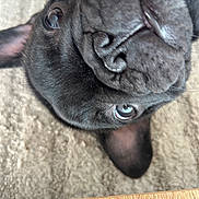 Bonny participe au concours pour gagner de l'argent avec cette photo : dog, puppy, black_dog, wrinkled_face, short_muzzle, large_eyes, floppy_ears, close_up, pet, animal, indoors, carpet, wooden_floor, looking_at_camera, cute, adorable, portrait, dark_fur, facial_wrinkles, playful