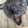 dog, puppy, black_dog, wrinkled_face, short_muzzle, large_eyes, floppy_ears, close_up, pet, animal, indoors, carpet, wooden_floor, looking_at_camera, cute, adorable, portrait, dark_fur, facial_wrinkles, playful