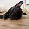 Bonny participe au concours pour gagner de l'argent avec cette photo : dog, french_bulldog, black_dog, sleeping, sleepy, pet, animal, indoors, wooden_floor, home, nap, paws, ears, shorthaired, portrait, close_up, relaxed, cute, lying_down, floor