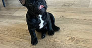 Bonny participe au concours pour gagner de l'argent avec cette photo : dog, french_bulldog, black_dog, pet, animal, sitting, tongue_out, ears, portrait, indoor, wooden_floor, home, furniture, chairs, mirror, short_snout, white_chest, cute, funny, photography