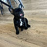dog, french_bulldog, black_dog, pet, animal, sitting, tongue_out, ears, portrait, indoor, wooden_floor, home, furniture, chairs, mirror, short_snout, white_chest, cute, funny, photography