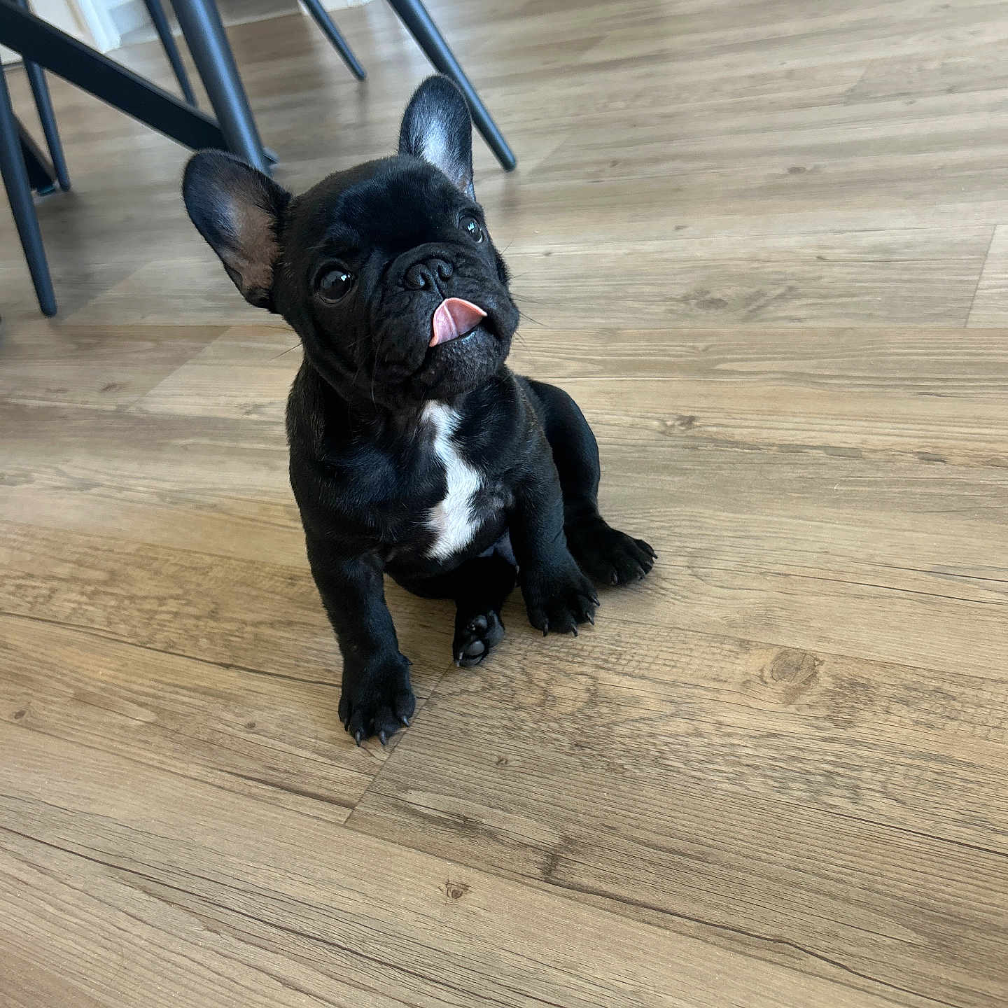 Bonny participe au concours pour gagner de l'argent avec cette photo : dog, french_bulldog, black_dog, pet, animal, sitting, tongue_out, ears, portrait, indoor, wooden_floor, home, furniture, chairs, mirror, short_snout, white_chest, cute, funny, photography