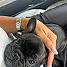 Bonny participe au concours pour gagner de l'argent avec cette photo : dog, french_bulldog, black_dog, puppy, pet, animal, face, eyes, ears, wrinkles, short_snout, car, car_interior, passenger_seat, hand, watch, manicure, portrait, close_up, cute