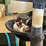 kitten, cat, cat_tree, pet, tongue_out, playful, indoor, cozy, gray, furniture, carpet, toy, scratching_post, cute, animal, resting, young_cat, home, relaxed, feline